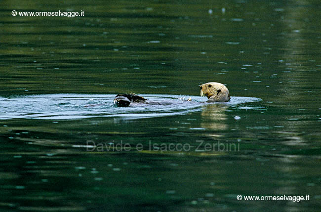 Lontra marina 82-18-07